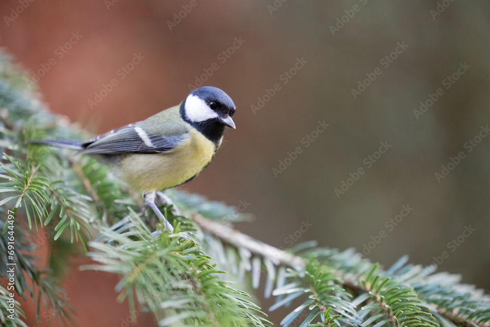 Obraz premium Great Tit (Parus Major) posing on the branch of a spruce tree - Yorkshire, UK in Winter