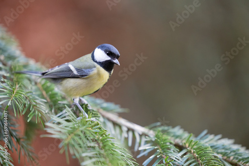 Great Tit (Parus Major) posing on the branch of a spruce tree - Yorkshire, UK in Winter © Helen
