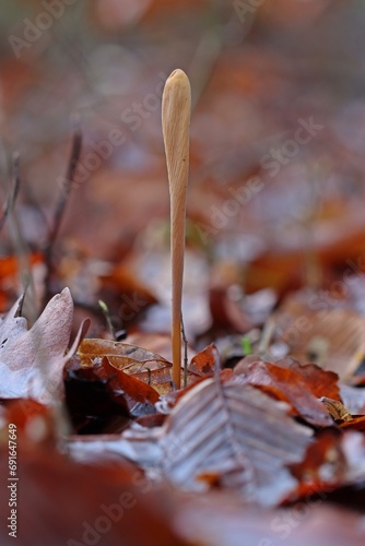 Röhrige Keule (Macrotyphula fistulosa) photo