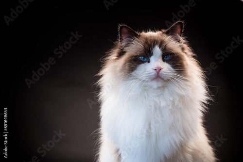 Beautiful young healthy Ragdoll cat on a black background. © Peredniankina