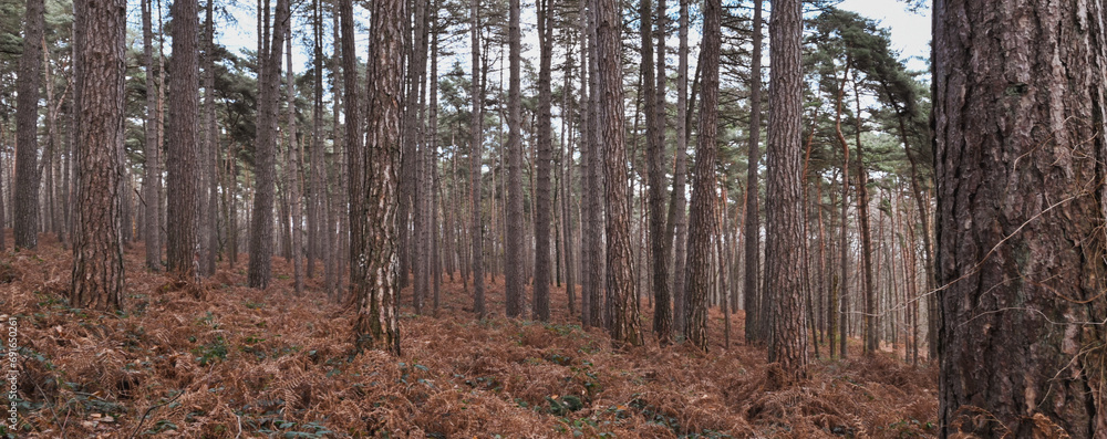 Fototapeta premium Beautiful view of the Houssière wood