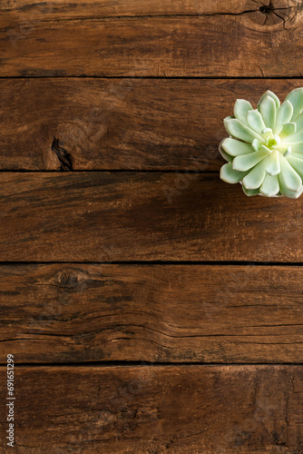 Small green succulent on wooden background with copyspace. Top view
