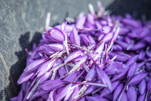 From above pile of freshly harvested saffron petals resting on a dark slate surface, showcasing the vibrant purple hues and delicate texture of the spice photo