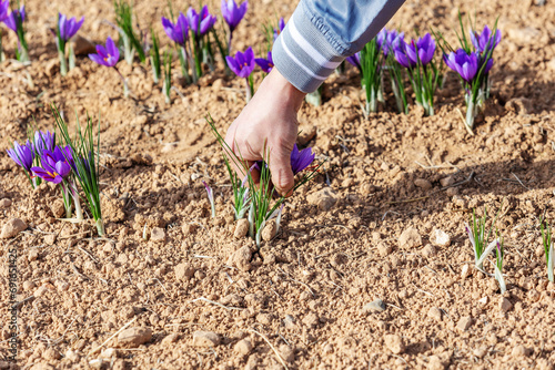 Cropped unrecognizable worker carefully hand-picking delicate purple saffron flowers in a field photo