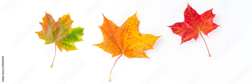 Autumn concept with colourful maple leaves isolated on white background. Top view. Flat lay Autumn concept with colourful maple leaves isolated on white background. Top view. Flat lay