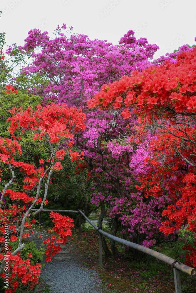 キリシマツツジの咲く風景