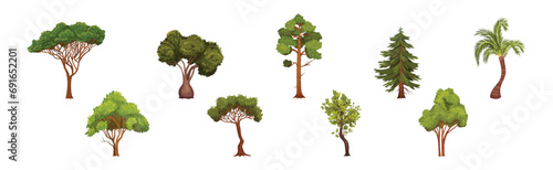 Green Trees with Lush Crown and Trunk Vector Set