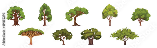 Green Trees with Lush Crown and Trunk Vector Set