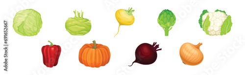 Fresh and Ripe Vegetables Harvest with Organic Crop Vector Set
