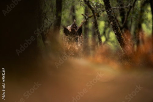 Wild Boar Peering Through Oak Forest Foliage photo