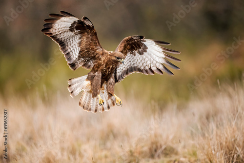 Buteo eagle in Flight over Grassland photo