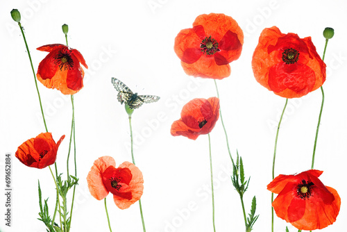 Blossoming red poppies and butterfly on white background photo