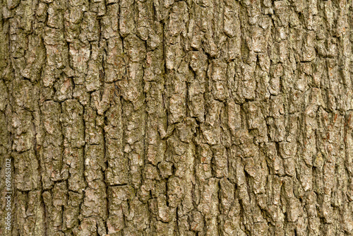 bony texture of an oak tree. Close-up of bark