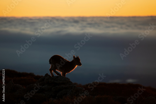 Silhouette of a mountain goat at sunset photo