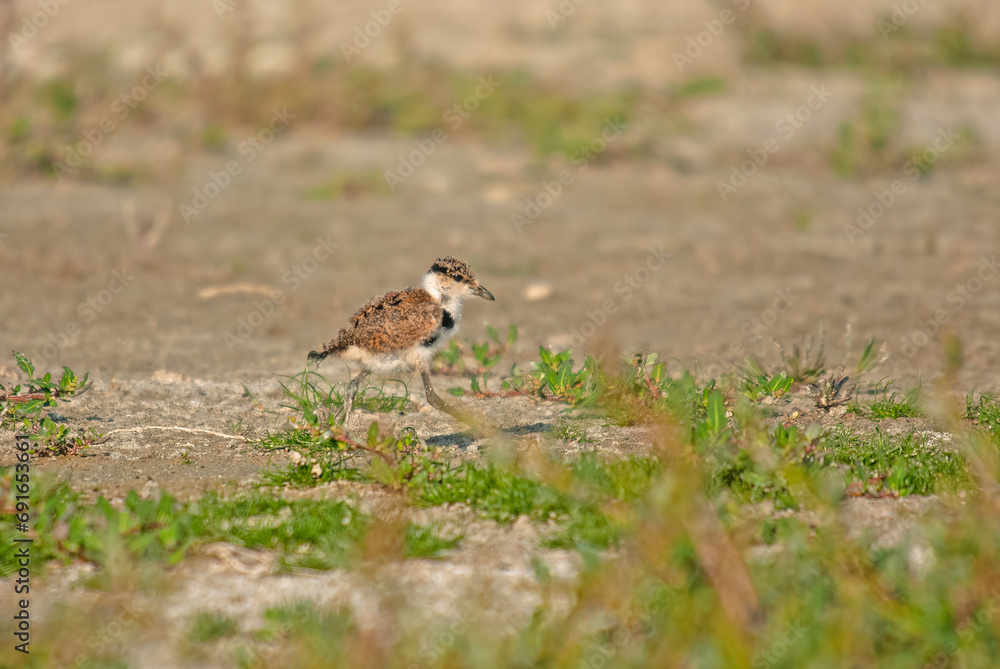 Baby Spur-winged Lapwing (Vanellus spinosus). Baby Spur-winged Lapwing (Vanellus spinosus).