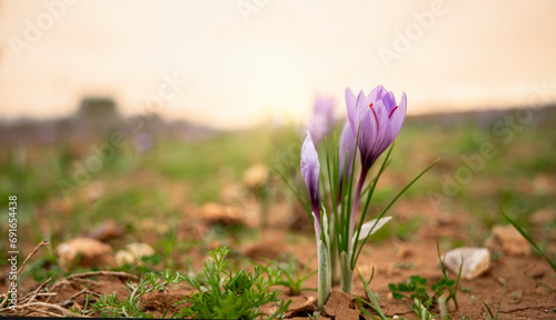 Saffron crocus flowers blooming in the morning light photo