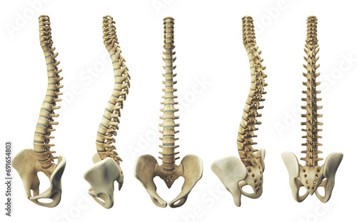 Representation of the human spine, various side-by-side views, front, side, anatomical visualization, 3d rendering, 3d illustration