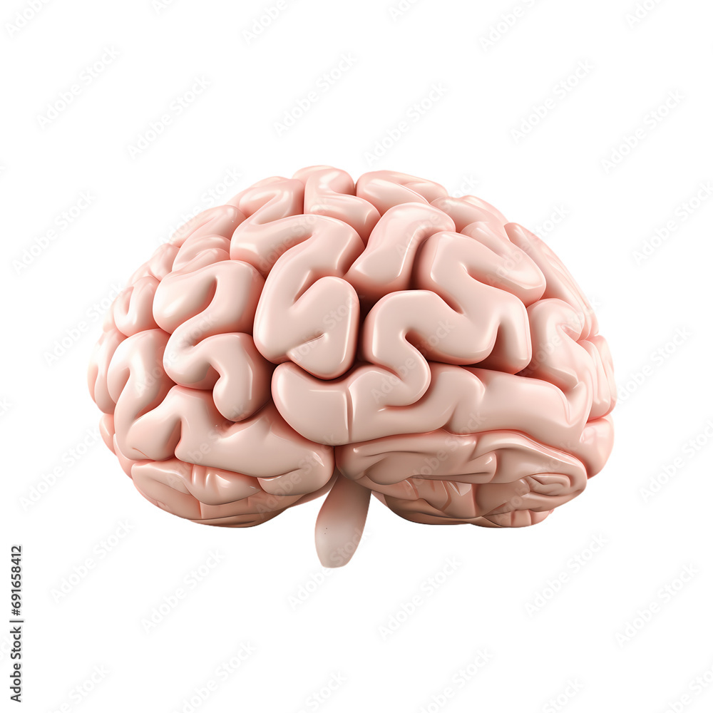 Human brain isolated on transparent background Human brain isolated on transparent background
