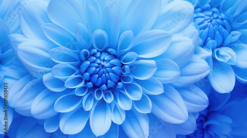 Blue Chrysanthemum Flower: Beautiful High-Coloured Floral Decoration on Background © AIGen