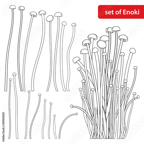 Set with outline Enoki mushroom or Flammulina filiformisin in black isolated on white background. 