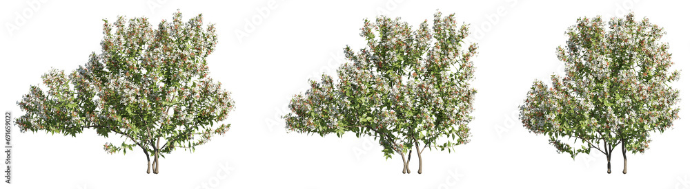 set of albelia trees, 3D rendering with transparent background, for digital composition, illustration & architecture visualization