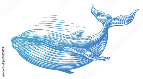 Hand drawn humpback whale. Vector illustration. Underwater animal sketch engraving style photo