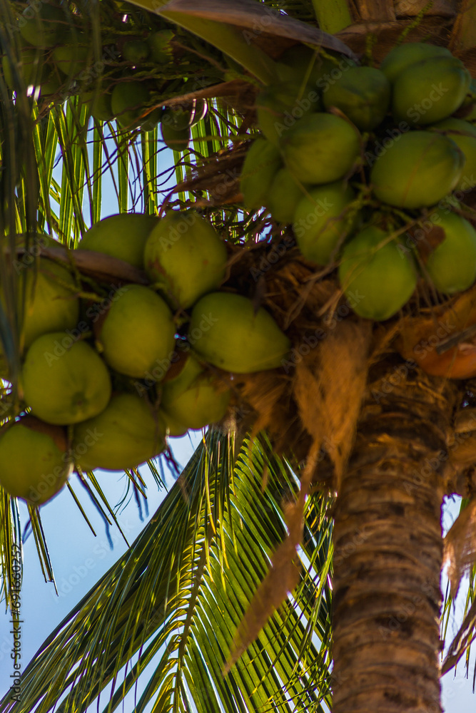 Fototapeta premium coco