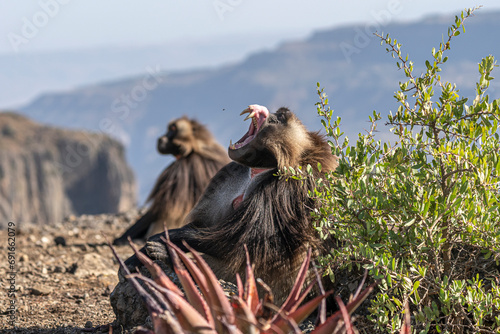 Obraz na płótnie Gelada Baboons of Debre-Libanos-Gorge, Ethiopia w salonie
