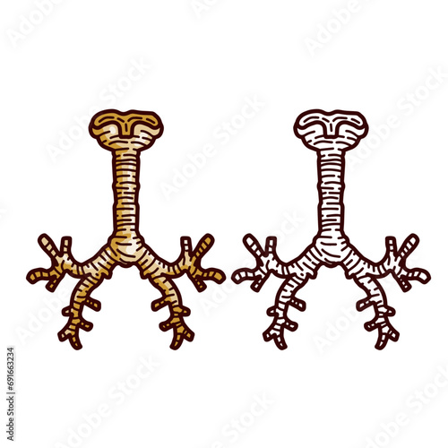 Trachea internal organ. Respiratory tract and larynx. Breathing and medical illustration isolated on white background