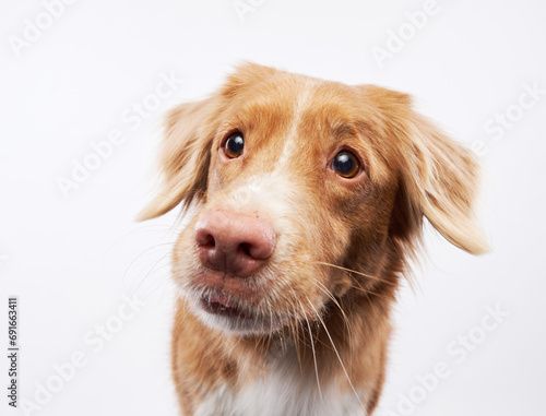 Close-up of a Nova Scotia Duck Tolling Retriever, a study in studio simplicity and canine charm. This dog portrait showcases the breed's distinctive features and friendly demeanor.