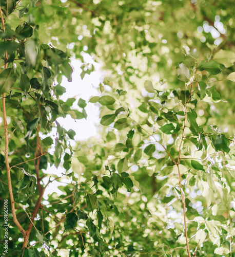 Fresh Green Leaves Textured Background