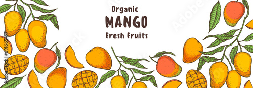 Ripe mango. Hand drawn vector illustration. Tropical fruit. Packaging design, menu design, juice packaging. Mango frame.