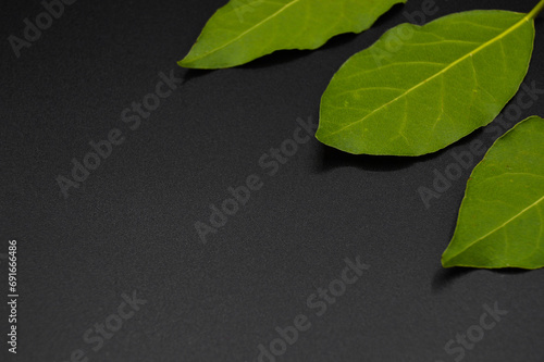 Daphne leaf, bay leaf, Laurus nobilis leaf, isolated on black background photo