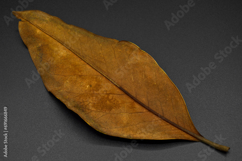 Magnolia tree leaf  autumn leaf of magnolia tree different color  isolated on black background