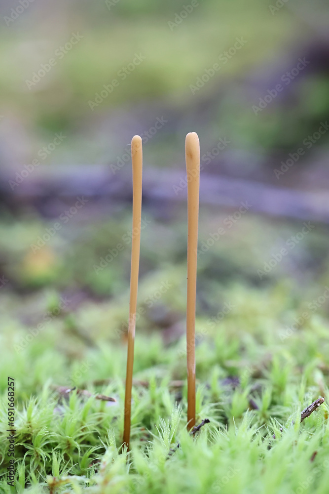 Pipe club fungus, Macrotyphula fistulosa, wild mushroom from Finland