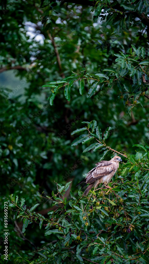 Fototapeta premium Regal Wings: An Eagle's Dominance