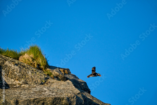 Cute and adorable Puffin, fratercula, flying Norway.