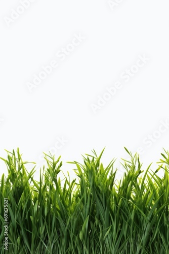 A row of green grass set against a clean white background. Perfect for showcasing the beauty of nature or for adding a touch of freshness to any design