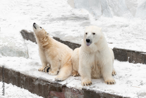 Funny white bear. Polar bear in a funny pose.