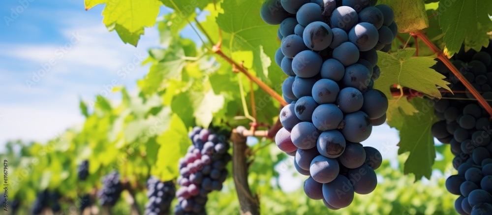 Naklejka premium portrait of fresh grapes with the stems and leaves still on