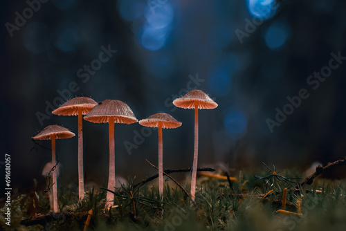 Group of mushroom in the forest