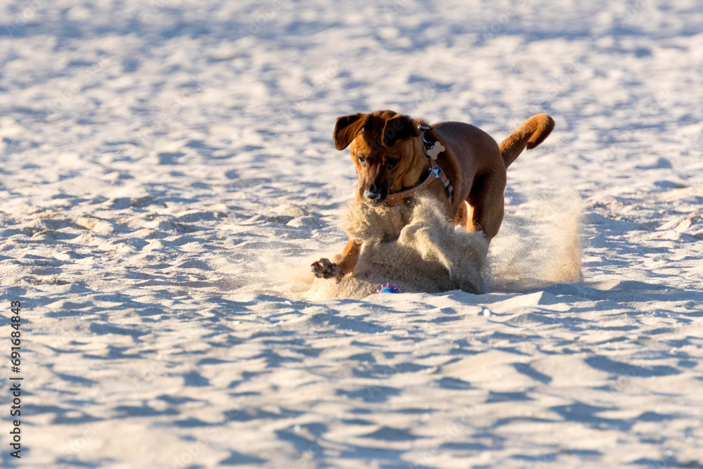 Dog running in the sand