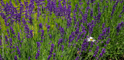 field of lavender and a daisy