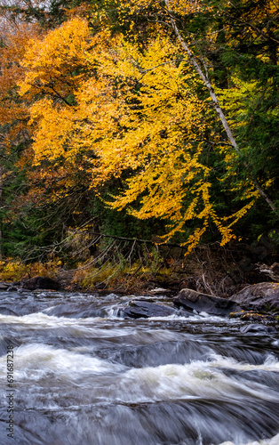 autumn forest stream