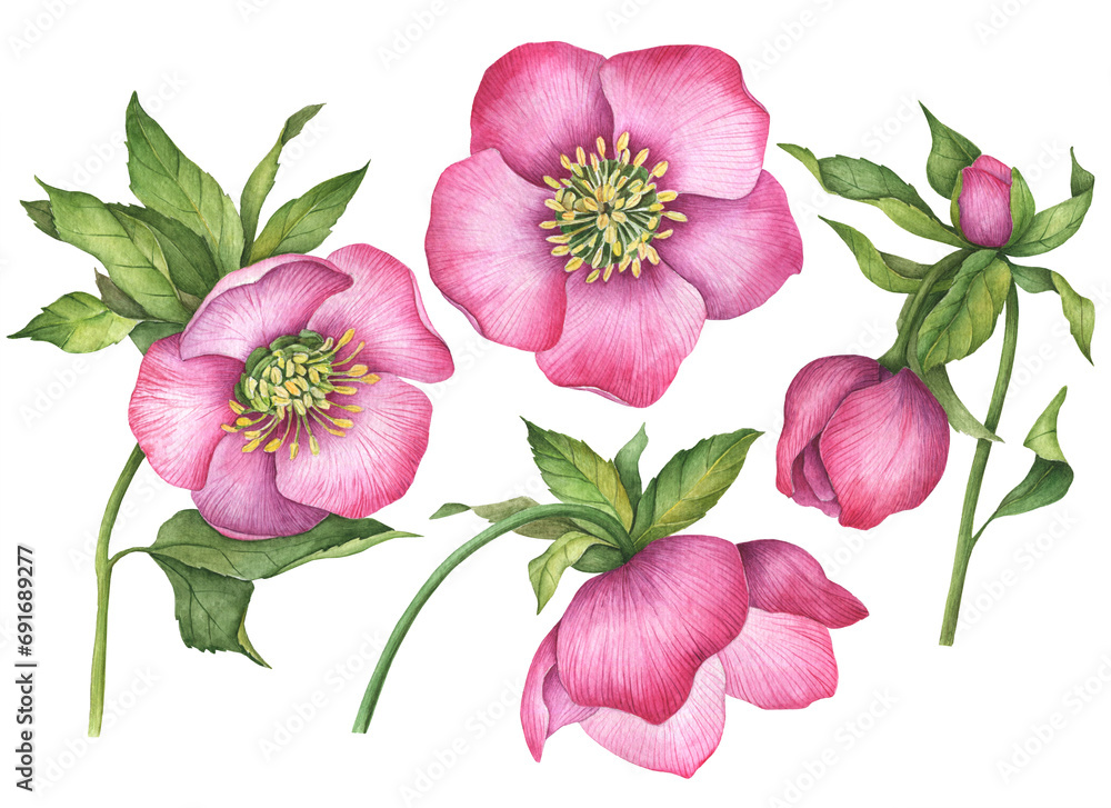 Watercolor set of hellebore flowers, hand drawn floral illustration isolated on a white background.