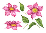 Watercolor clematis, hand drawn floral illustration, set of flowers and leaves isolated on a white background.
