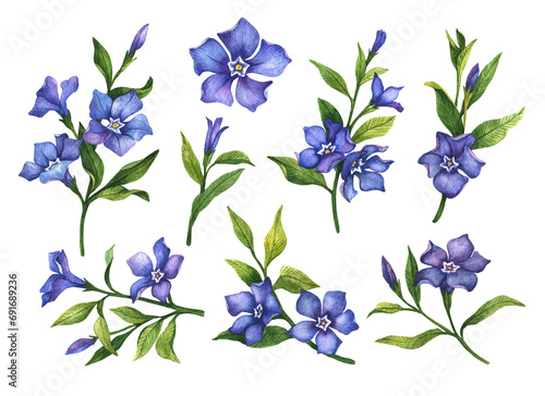 Quadro su tela Watercolor periwinkle set, hand drawn illustration of blue flowers, floral elements isolated on a white background
