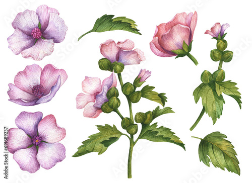 Watercolor set of marshmallow flowers, hand drawn floral illustration isolated on white background.