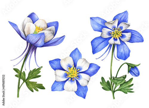 Watercolor set of flowers, hand painted floral illustration, blue columbines isolated on a white background. photo