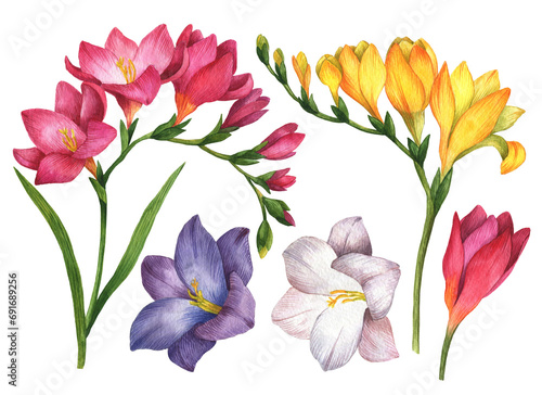 Watercolor freesia flowers set  hand drawn floral illustration isolated on a white background.